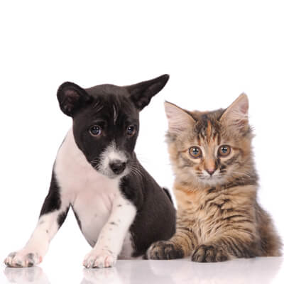 About Hazelwood Pet Care - Puppy and Kitten